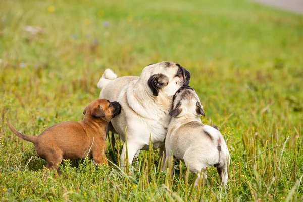 Süßer Bastard Malinois Welpe Und Bulldogge Spielen Mit Mops Welpe — Stockfoto