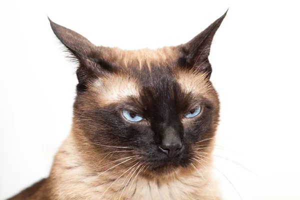 Retrato Gato Siamés Con Hermosos Ojos Azules Contento Con Cabeza — Foto de Stock