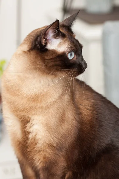 Retrato Gato Raça Siamês Bonito Com Belos Olhos Azuis — Fotografia de Stock