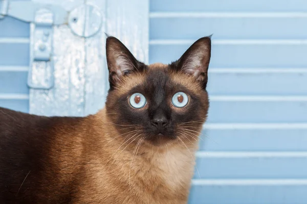 Retrato Lindo Siamés Crianza Gato Con Hermosa Azul Ojos — Foto de Stock