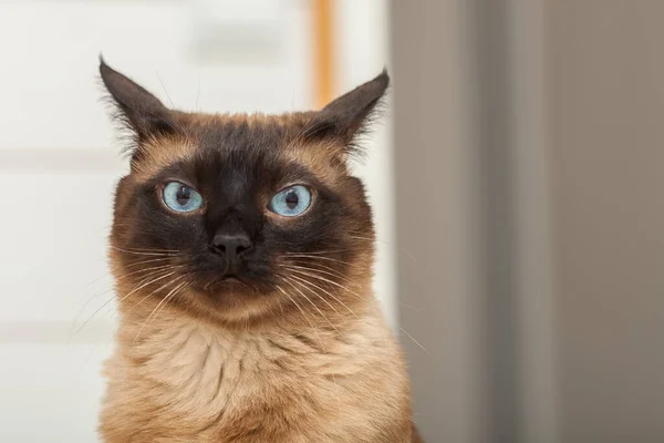 Retrato Lindo Siamés Crianza Gato Con Hermosa Azul Ojos — Foto de Stock