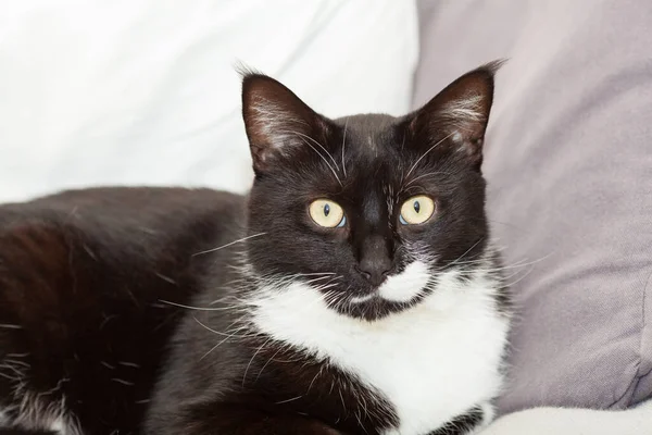 Portret Van Een Schattige Zwart Wit Langharige Kat Met Gele — Stockfoto