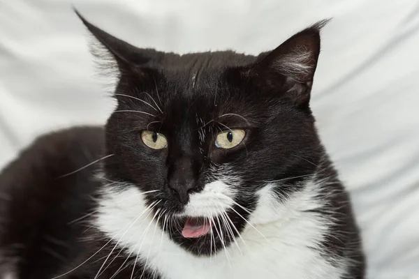 Porträt Einer Süßen Schwarz Weißen Langhaarigen Katze Mit Gelben Augen — Stockfoto