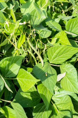Yazın bir permakültür bahçesinde yeşil fasulye yetiştiriyor.
