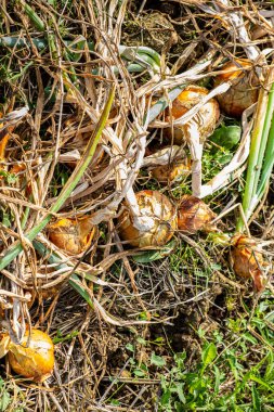 Sarı soğanlar ve soğanlar yaz güneşinde kurur permakültür bahçesinde.