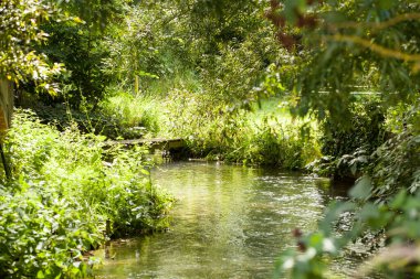 Küçük, vahşi bir dere boyunca uzanan küçük sevimli bir köprü.