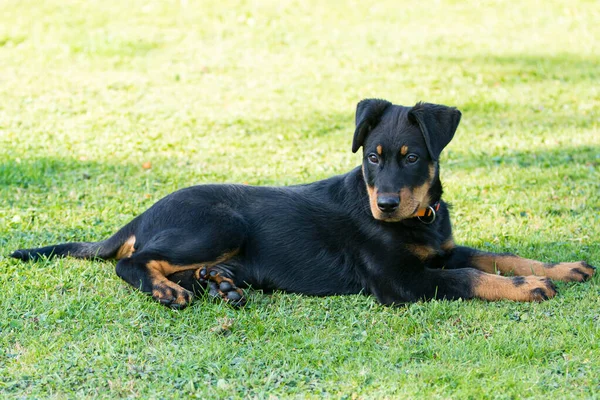 Adorable Joven Beauce Pastor Perro Atento Acostado Hierba Verde —  Fotos de Stock