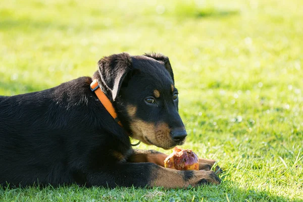 かわいい若いです美しい羊飼いの犬は緑の芝生に横たわってリンゴを食べます ロイヤリティフリーのストック写真