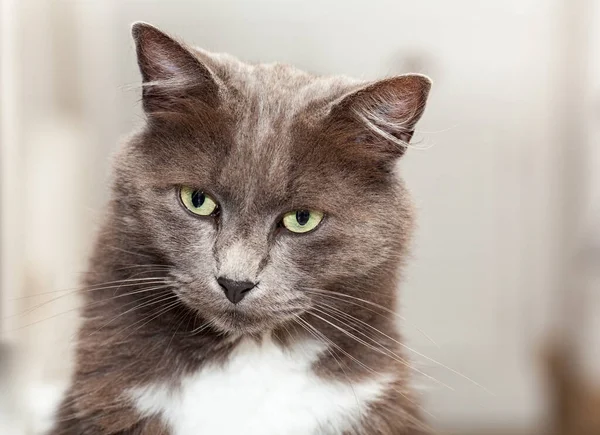 Retrato Bonito Gato Chartreux Con Pelos Largos Ojos Amarillos — Foto de Stock