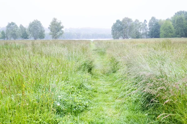 Green Grass Meadow Spring Pond Distance Morning Mist — Stock Photo, Image