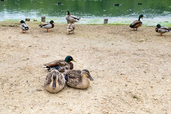 Mâle Deux Femelles Canards Colverts Dormant Près Étang — Photo