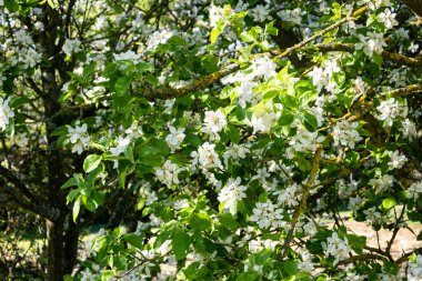 İlkbaharda açan elma bahçesi, güneş ve mavi gökyüzü altında.