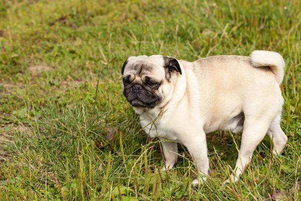 Porträt Eines Männlichen Mops Gras Sommer — Stockfoto