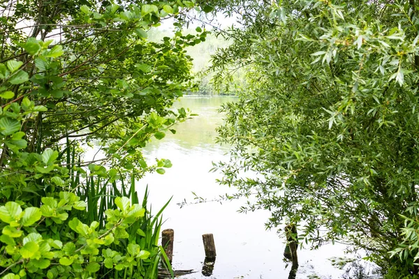 Uma Lagoa Verão Cercada Por Vegetação Exuberante Verde — Fotografia de Stock