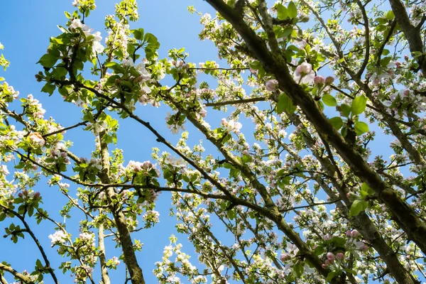 Huerto Manzanas Flor Primavera Bajo Sol Cielo Azul — Foto de Stock