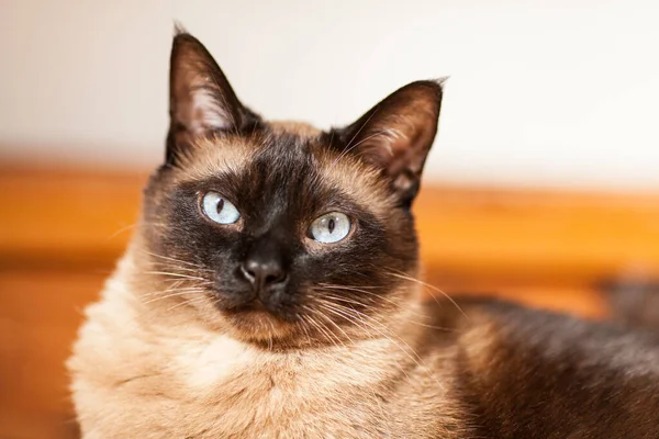 Портрет Симпатичної Кішки Породи Сіамців Красивими Блакитними Очима — стокове фото
