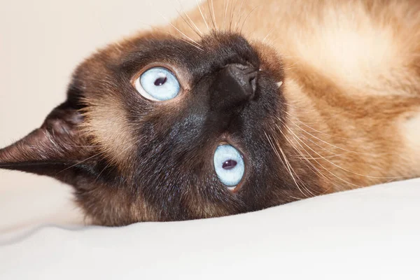 Πορτρέτο Μιας Χαριτωμένης Σιαμαίας Γάτας Φυλής Όμορφα Μπλε Μάτια — Φωτογραφία Αρχείου