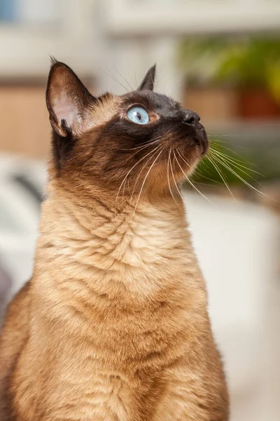 Retrato Lindo Siamés Crianza Gato Con Hermosa Azul Ojos — Foto de Stock