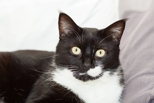 Portret Van Een Schattige Zwart Wit Langharige Kat Met Gele — Stockfoto