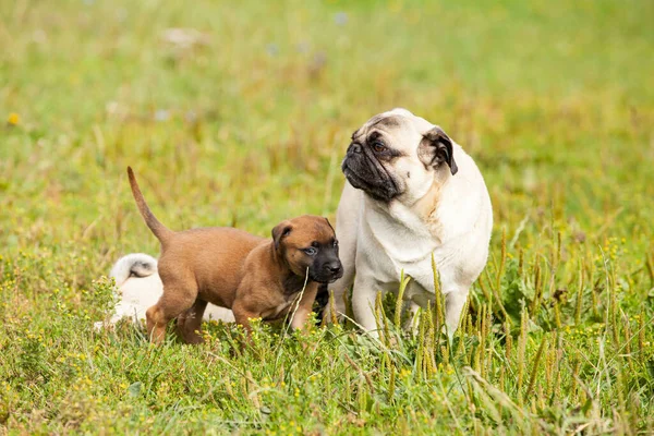 Süßer Bastard Malinois Welpe Und Bulldogge Spielen Mit Mops Welpe — Stockfoto