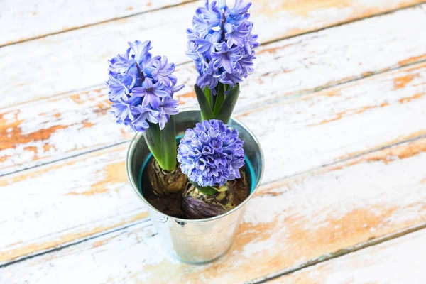 Twee Bloeiende Blauwe Hyacint Bollen Een Mooie Metalen Pot — Stockfoto