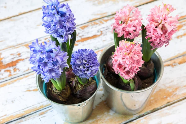 Bloeiende Blauwe Roze Hyacint Bollen Een Mooie Metalen Pot — Stockfoto