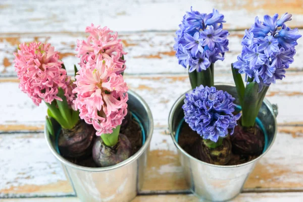 Bloeiende Blauwe Roze Hyacint Bollen Een Mooie Metalen Pot — Stockfoto