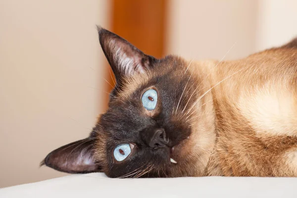 Portret Van Een Siamese Kat Met Prachtige Blauwe Ogen Die — Stockfoto