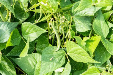 Yazın bir permakültür bahçesinde yeşil fasulye yetiştiriyor.