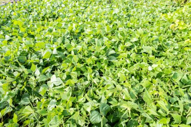 Yazın bir permakültür bahçesinde yeşil fasulye yetiştiriyor.