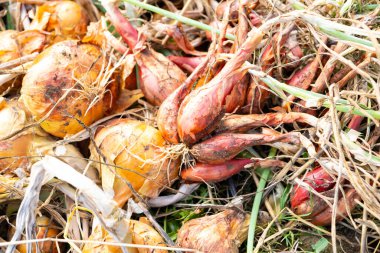 Sarı soğanlar ve soğanlar yaz güneşinde kurur permakültür bahçesinde.