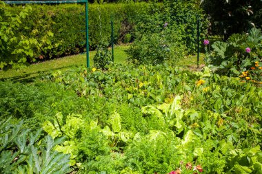 Kırsaldaki küçük güzel çiçek bahçesi yaz güneşinin altında çeşitli sebzelerle dolu.