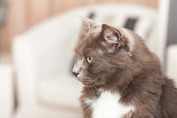 Retrato Bonito Gato Chartreux Con Pelos Largos Ojos Amarillos — Foto de Stock