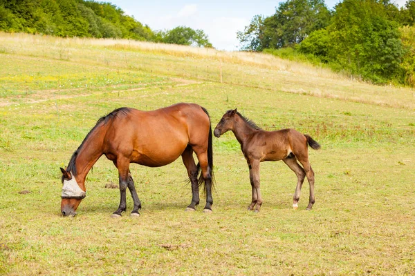 Potro Bahía Que Está Con Madre Verano Prado —  Fotos de Stock