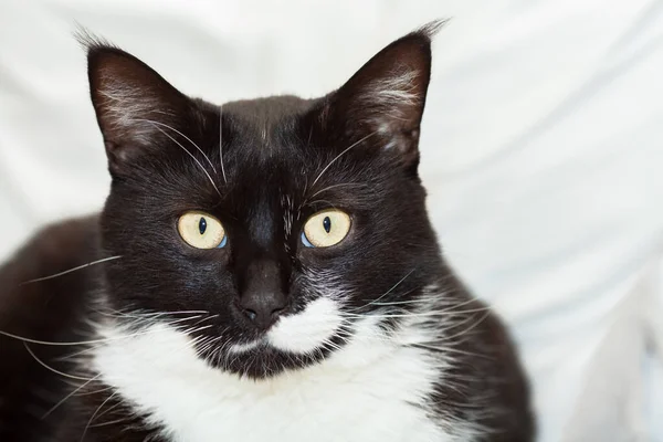 Porträtt Söt Svart Och Vit Långhårig Katt Med Gula Ögon — Stockfoto