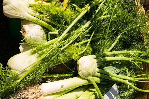 Organiczne Cebulki Kopru Włoskiego Małym Rynku Rolniczym — Zdjęcie stockowe