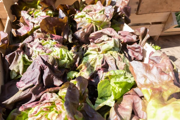 Saladas Alface Biológica Mercado Pequenos Agricultores — Fotografia de Stock