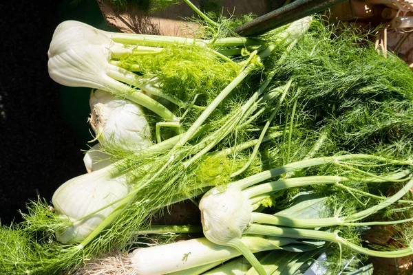 Bulbos Hinojo Orgánicos Mercado Pequeños Agricultores — Foto de Stock