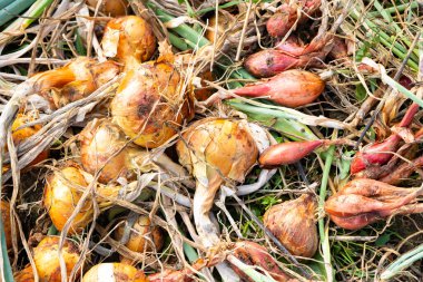 Sarı soğanlar ve soğanlar yaz güneşinde kurur permakültür bahçesinde.