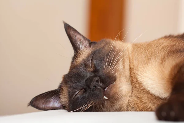 아름다운 고양이의 침대에서 — 스톡 사진