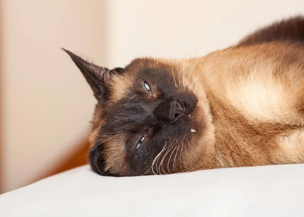 Porträt Einer Siamesischen Katze Mit Schönen Blauen Augen Die Nicht Stockfoto