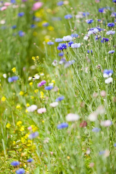 Flower meadow — Stock Photo, Image