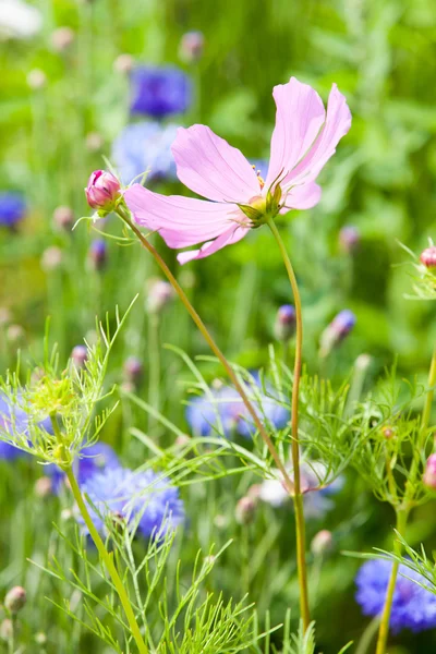 Blomma äng — Stockfoto