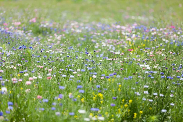 Blomma äng — Stockfoto