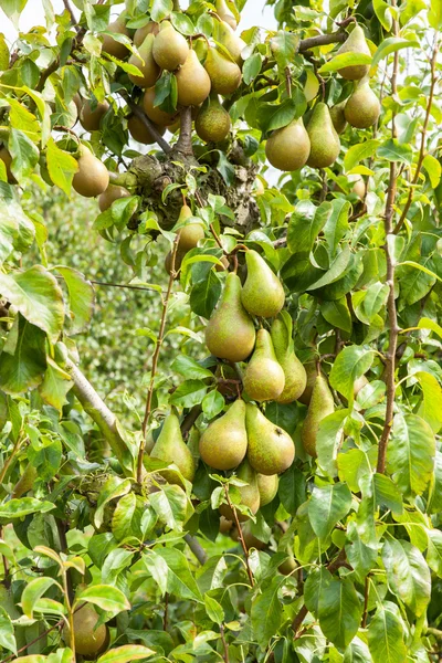 Päronträd lastad med frukt — Stockfoto