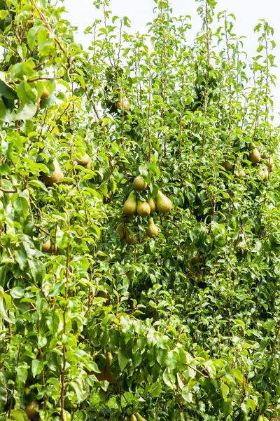 Armut ağaçları ile meyve yüklü — Stok fotoğraf