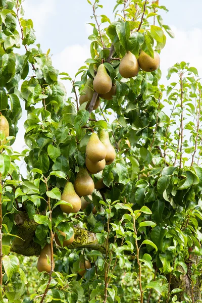 Birnbäume beladen mit Früchten — Stockfoto