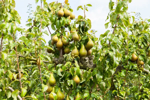 PEAR bomen beladen met fruit — Stockfoto