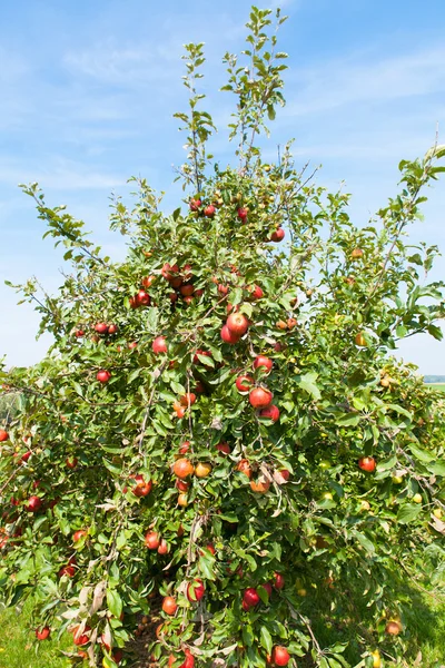 Appelbomen geladen met appels — Stockfoto