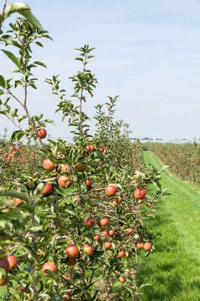 Appelbomen geladen met appels — Stockfoto